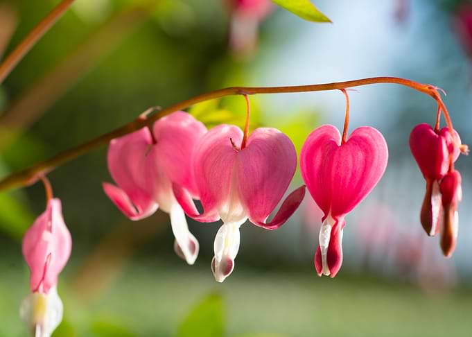 Pink Hearts