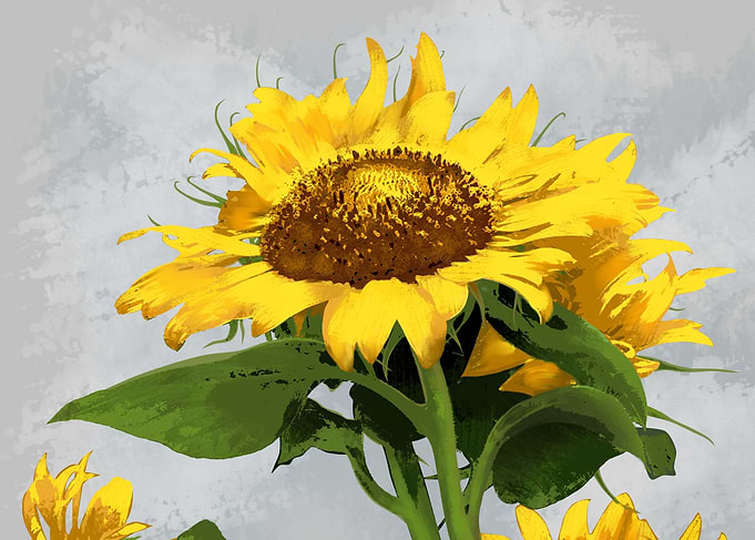 sunflower
