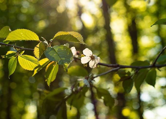 Spring in the forest