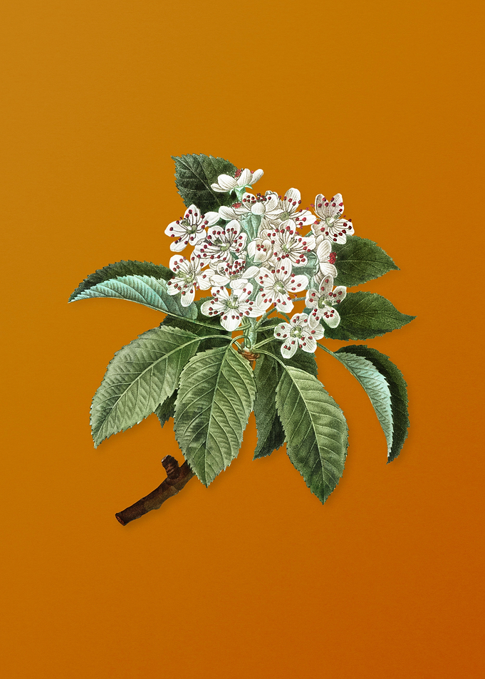 Vintage Shipova Flower