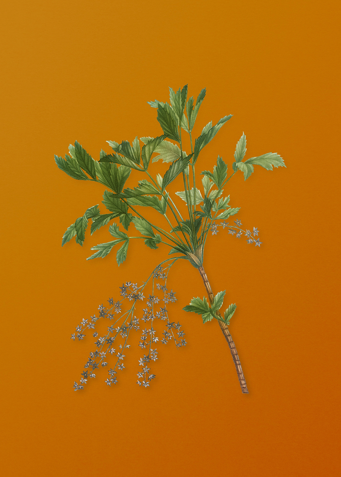 Vintage Shrub Yellowroot