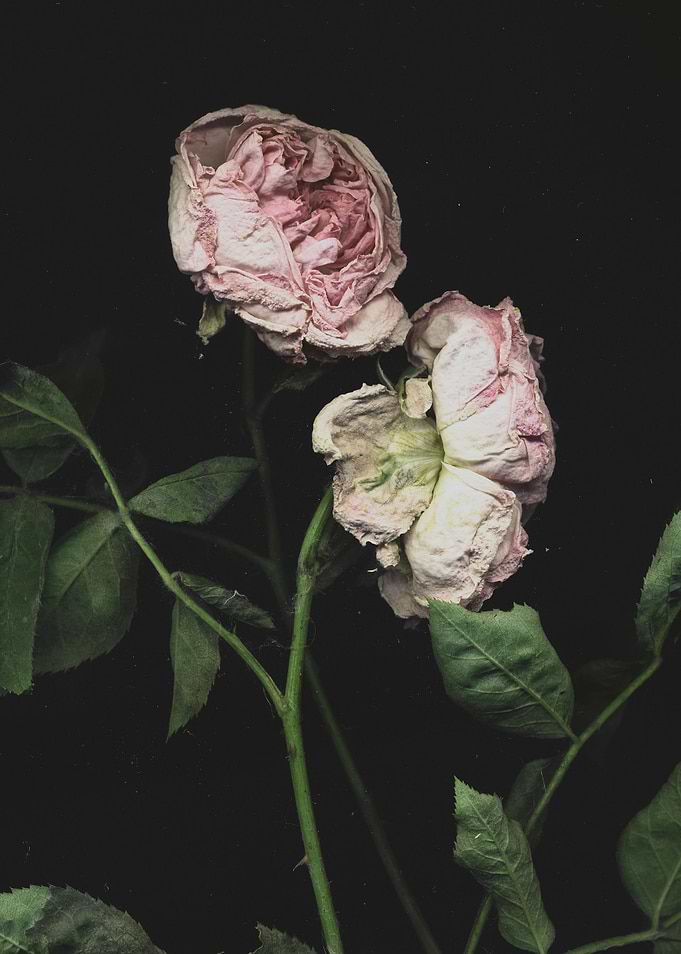 Love couple rose