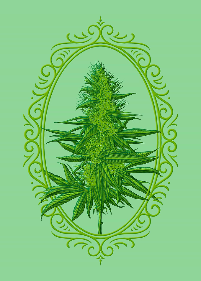 Cannabis Flower