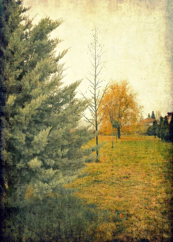Country nature three trees