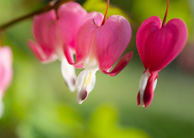 Pink Hearts