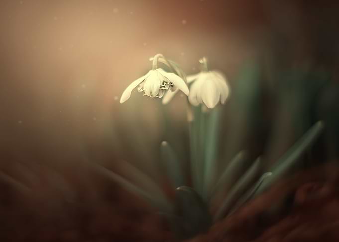 Spring snowdrops, macro