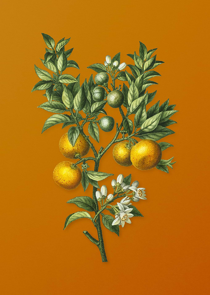 Vintage Bitter Orange