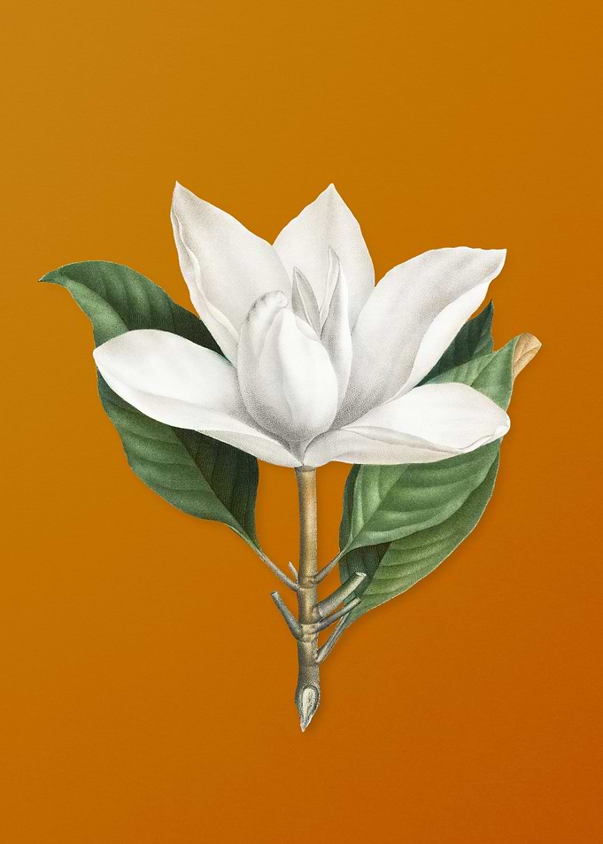 White Southern Magnolia