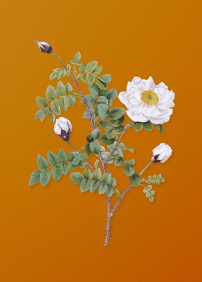 Vintage White Burnet Roses