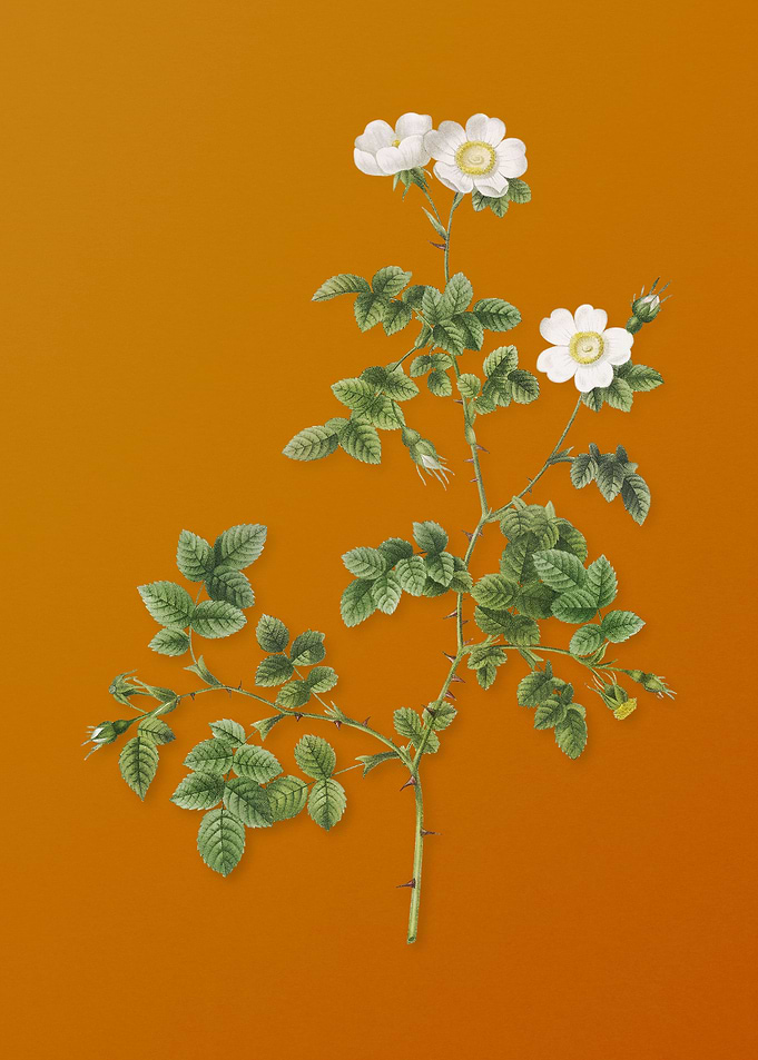 White Sweetbriar Rose