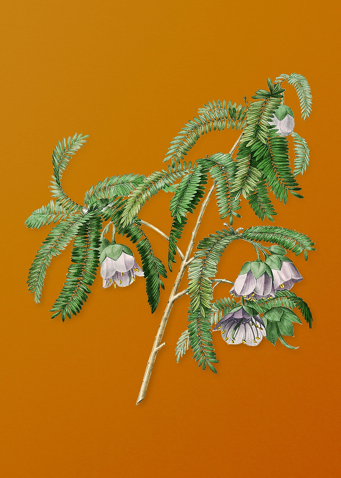 Spaendoncea Tamarandifolia