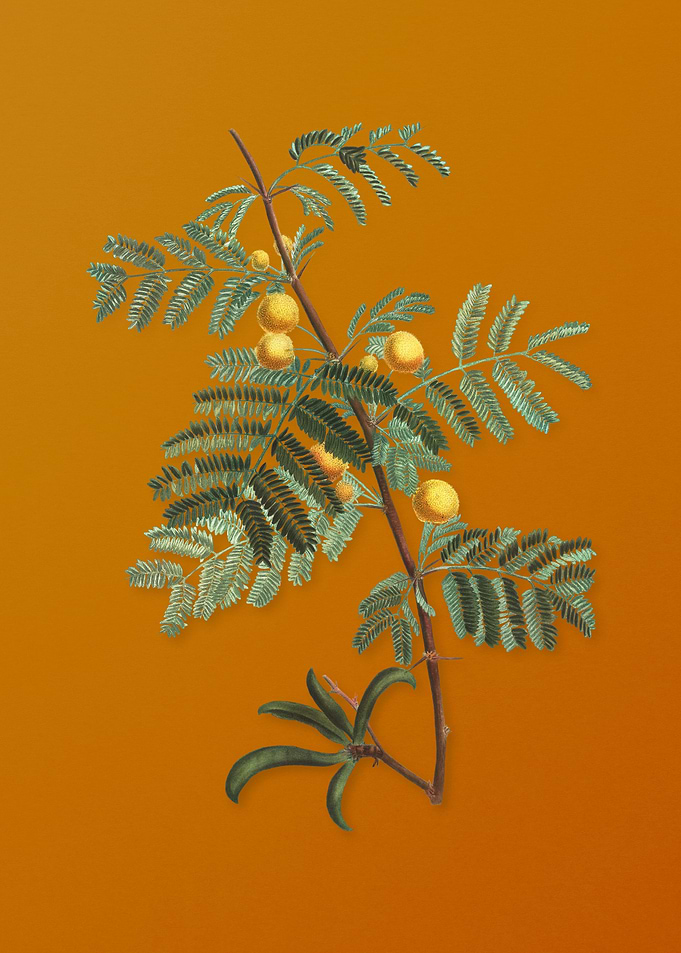 Vintage Sweet Acacia