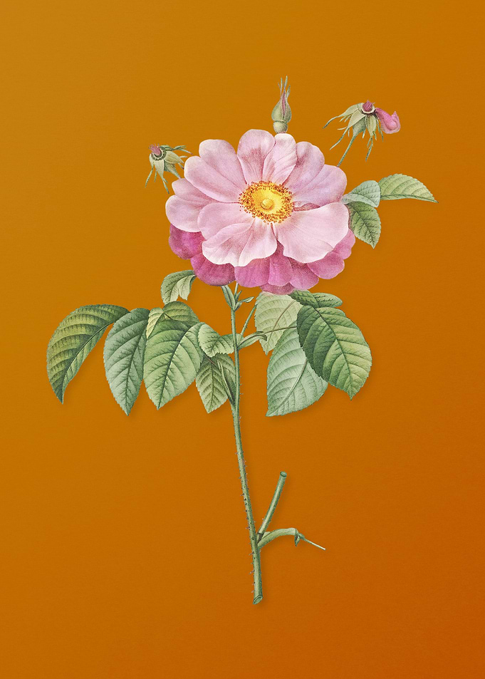 Speckled Provins Rose