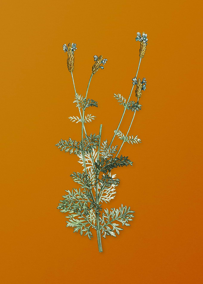 Vintage Spanish Lavender