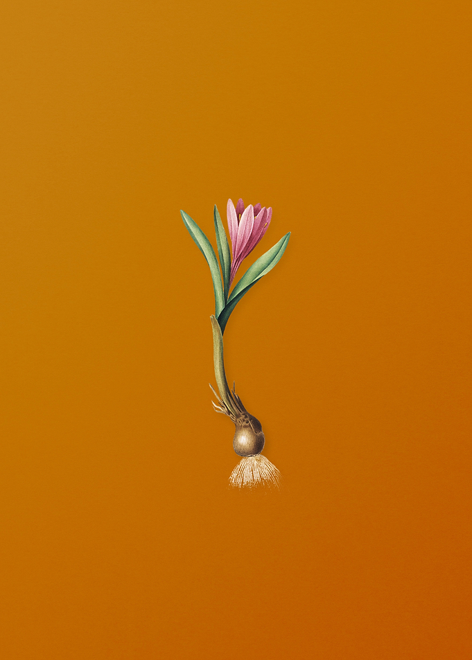 Spring Meadow Saffron