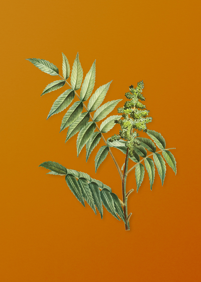 Vintage Staghorn Sumac