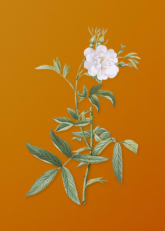 Vintage White Rose of York
