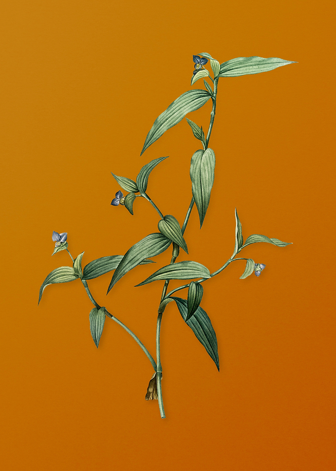 Vintage Tagblume Flower