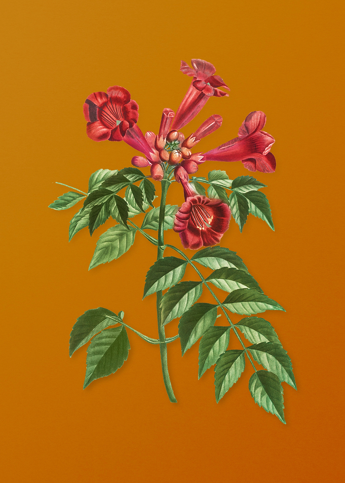 Vintage Trumpet Vine