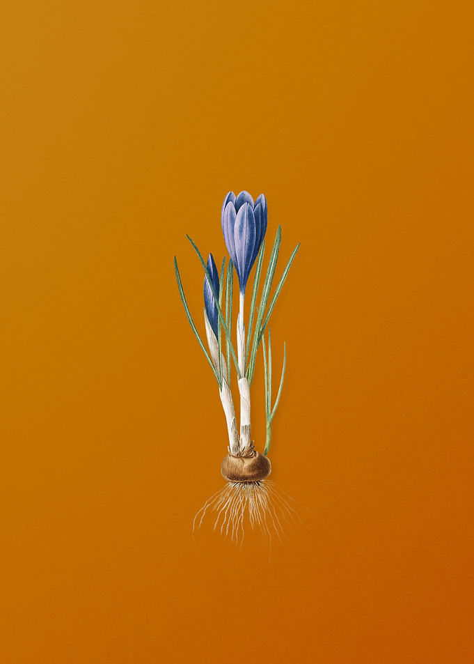 Vintage Spring Crocus