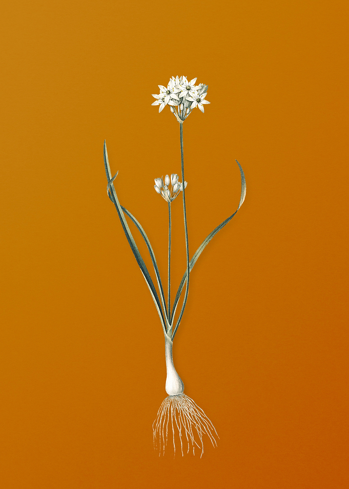 Three Cornered Leek Flower