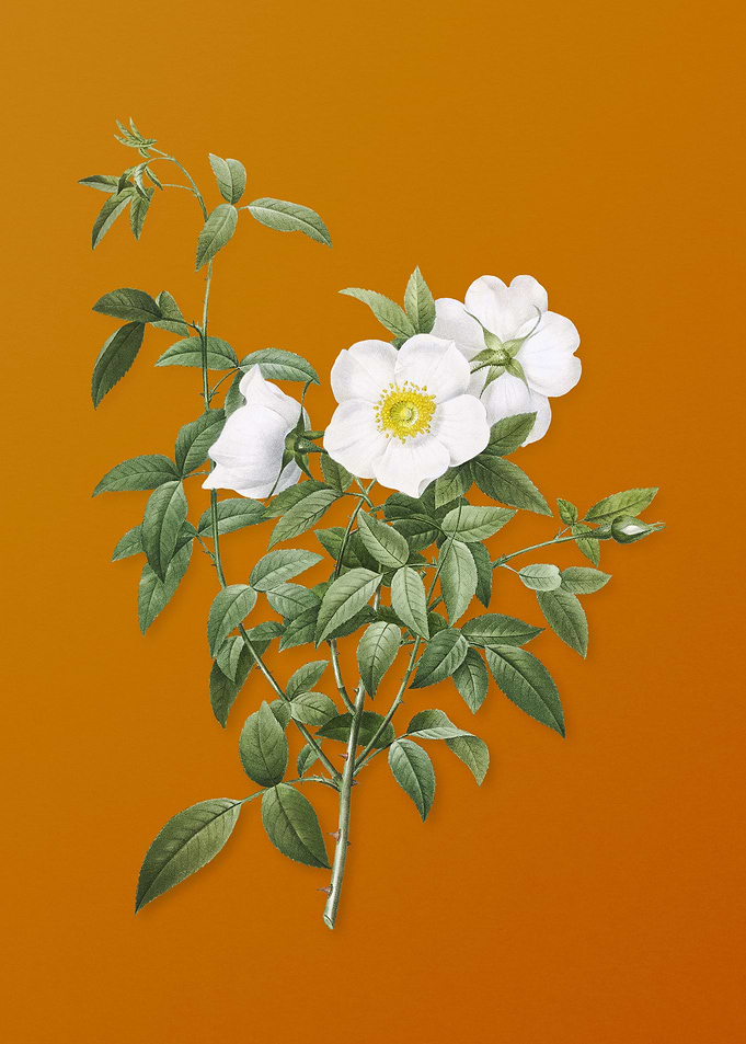 Vintage White Rose of Snow
