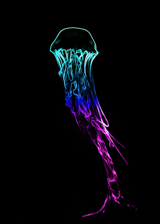 Jellyfish