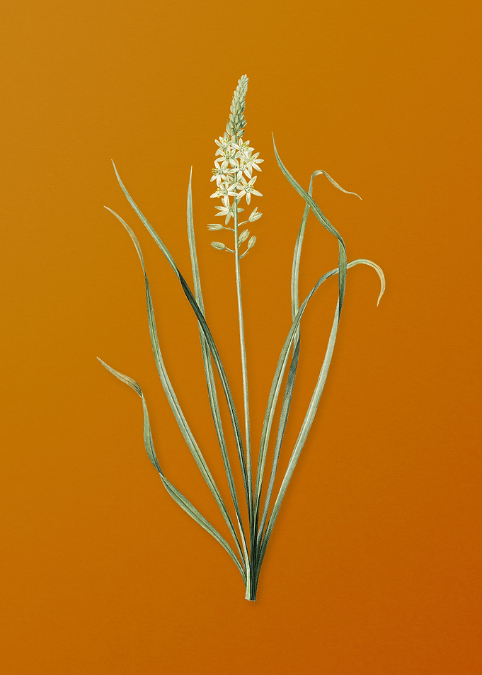 Vintage Wild Asparagus