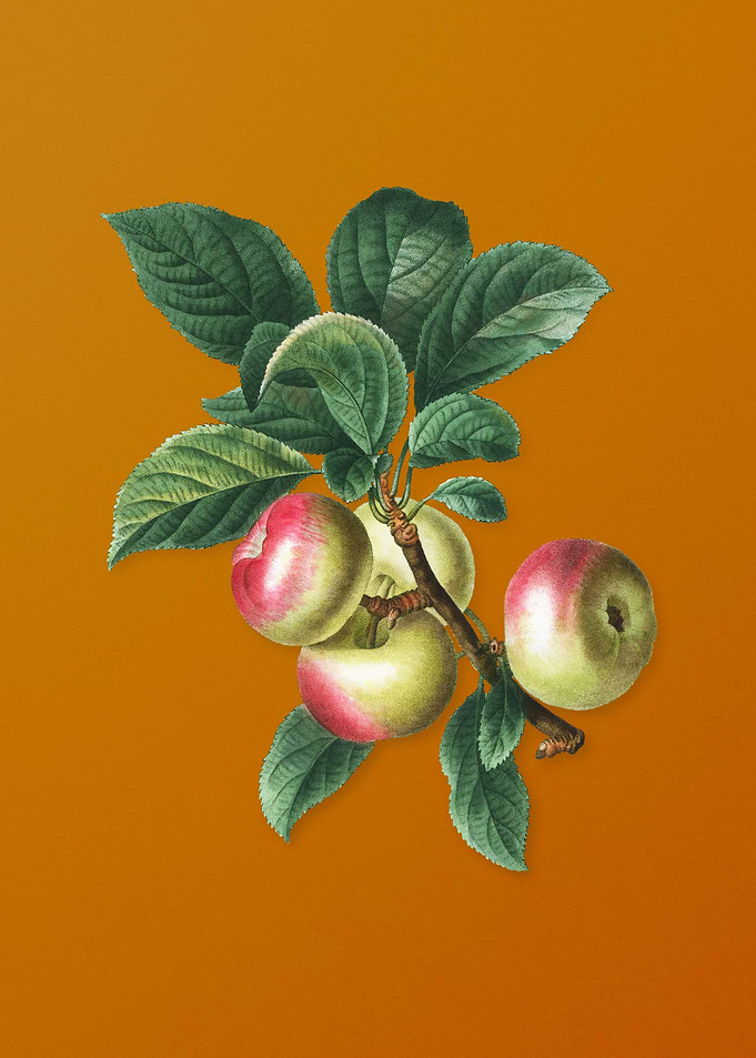 Vintage Apple Fruit