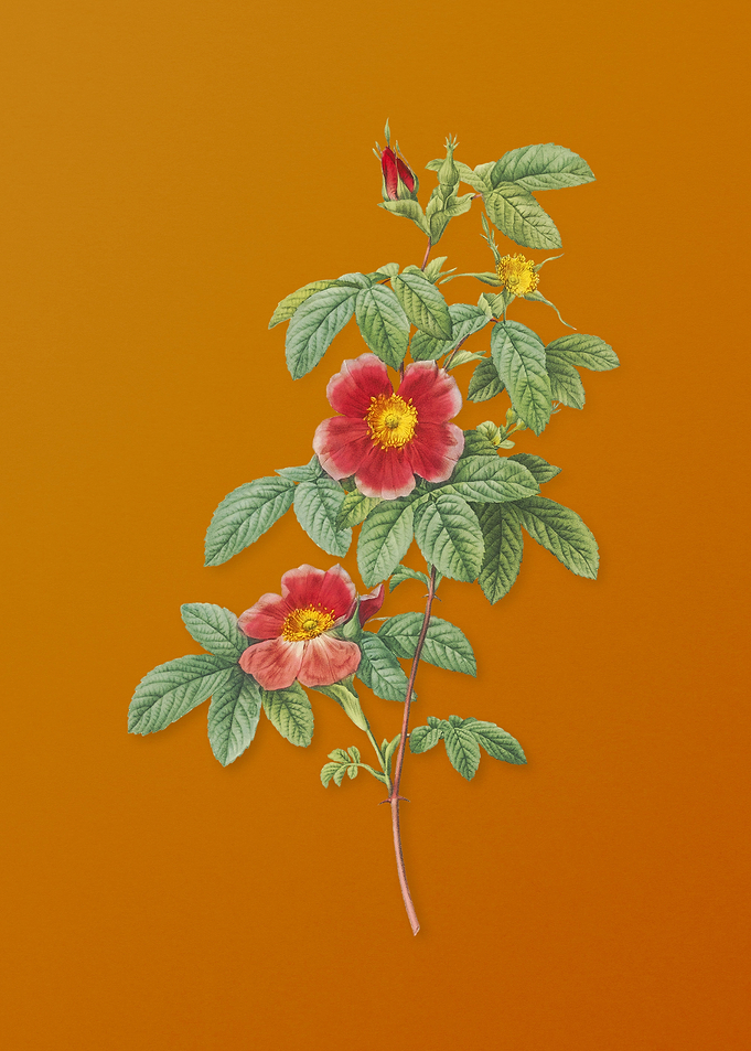 Vintage Single May Rose