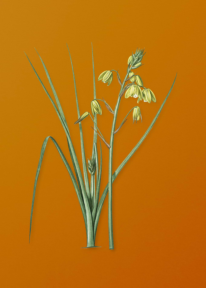 Vintage Slime Lily Flower