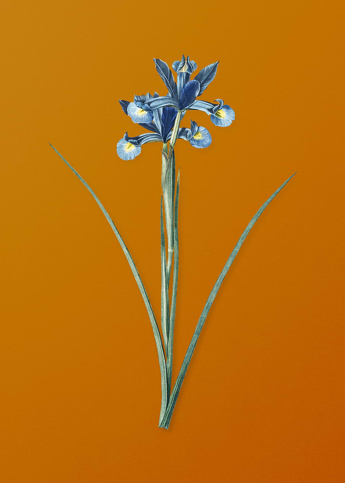Vintage Spanish Iris