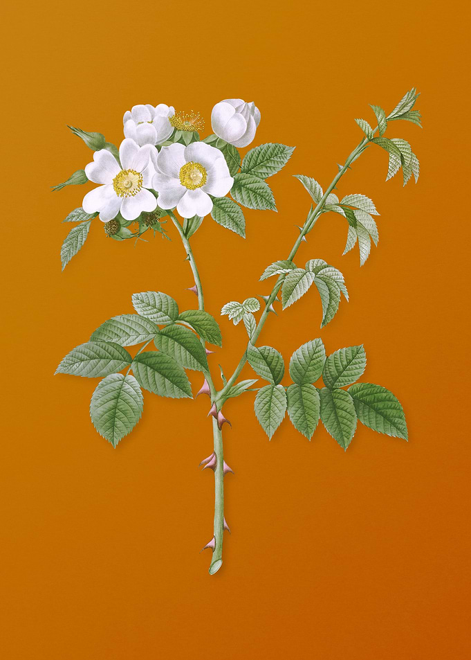 White Flowered Rose Flower
