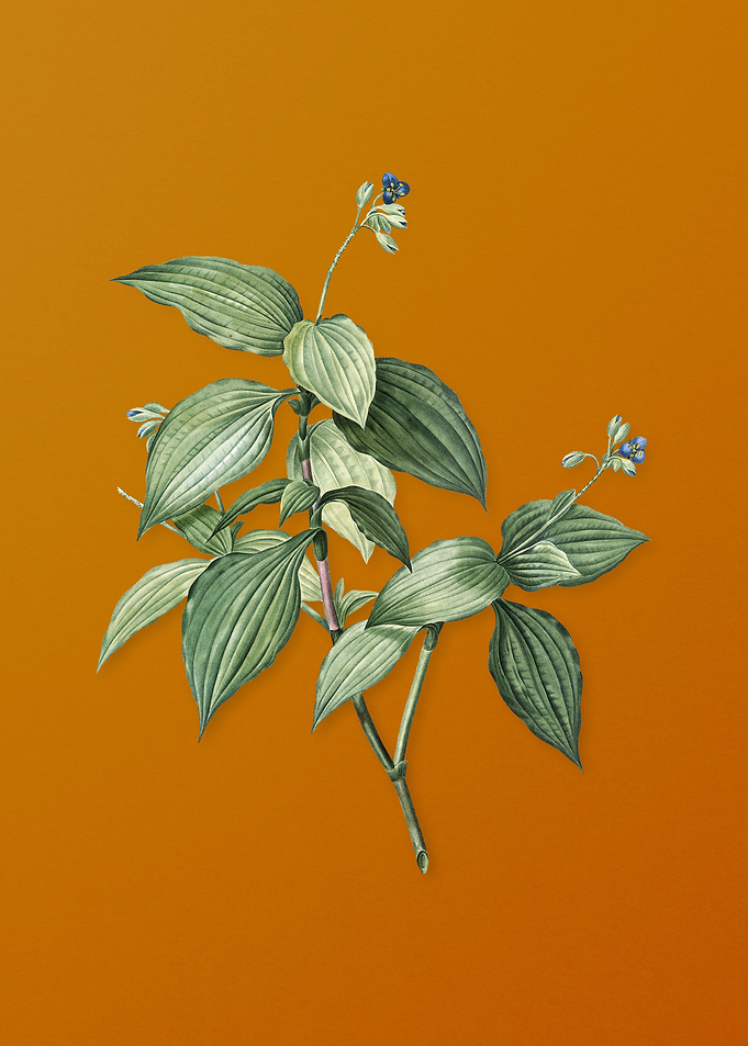 Tradescantia Erecta Flower