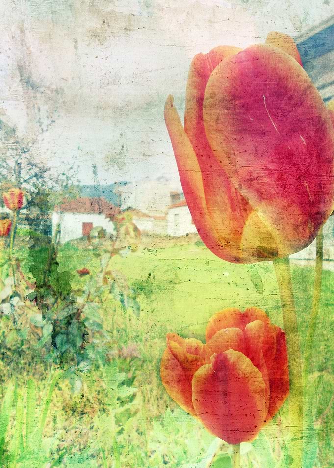 Red tulips in a village