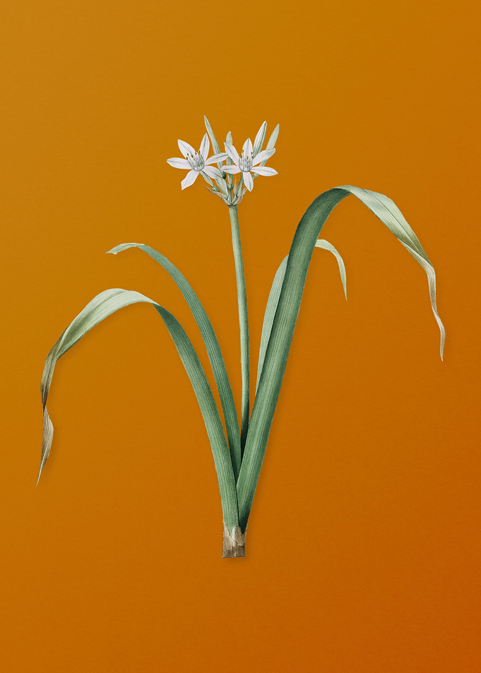 Small Flowered Pancratium