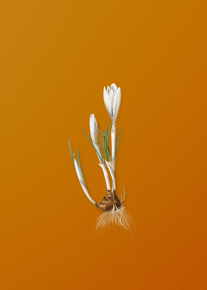 Vintage Spring Crocus