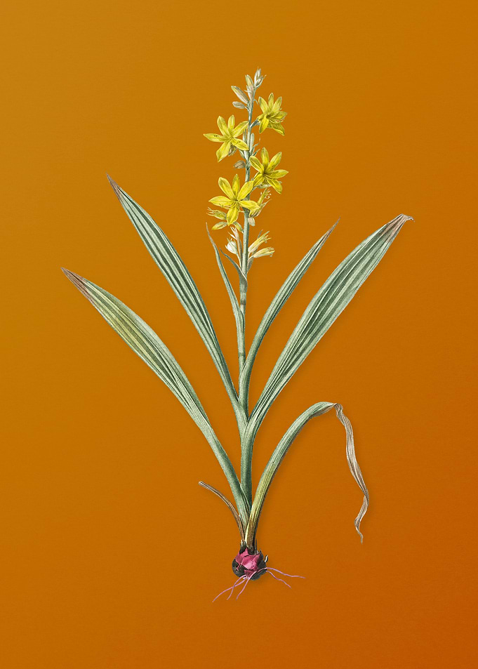 Wachendorfia Thyrsiflora