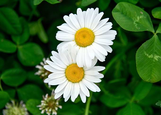 Daisy Flowers with leaves