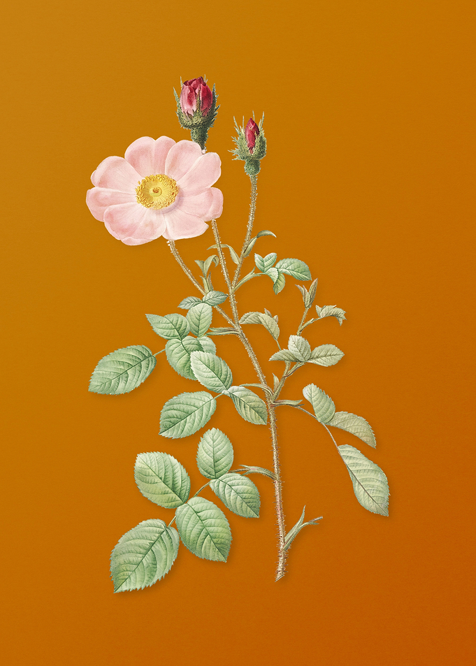 Vintage Sparkling Rose