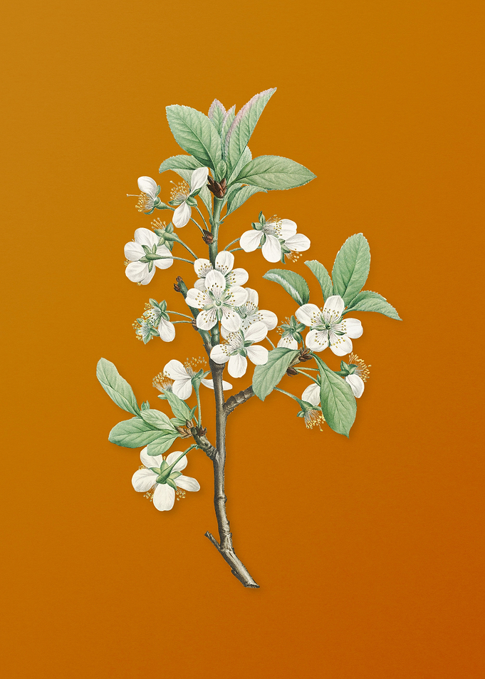 Vintage White Plum Flower