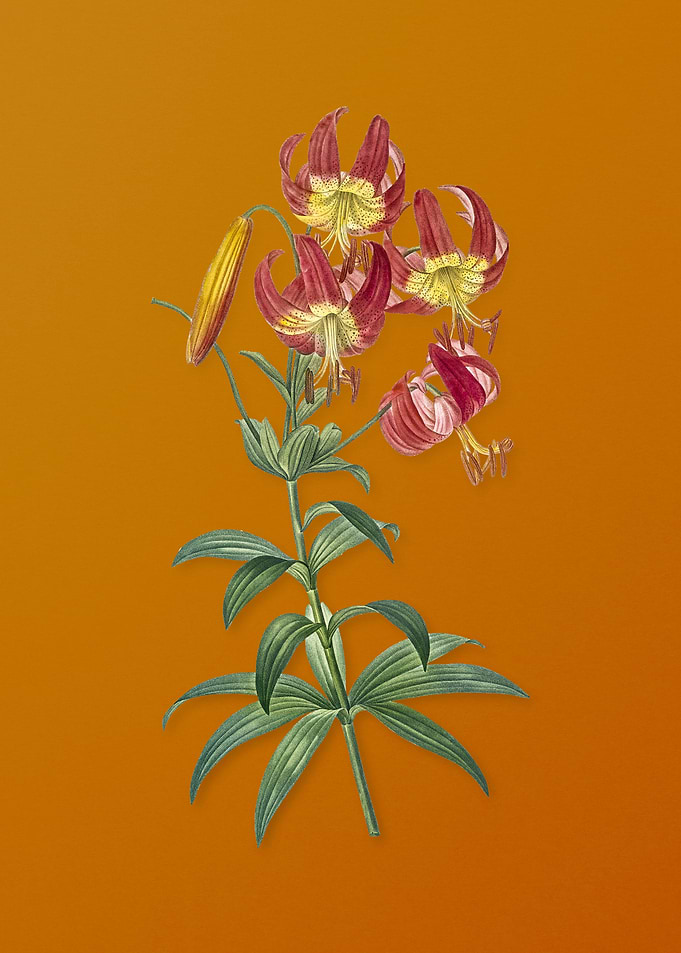 Vintage Turban Lily Flower