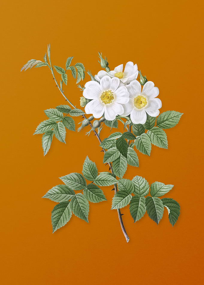 Vintage White Rosebush