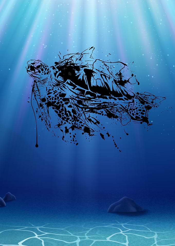 Black turtle underwater