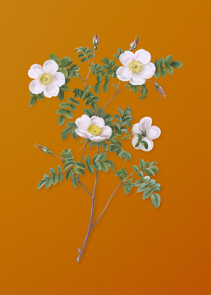 White Candolles Rose