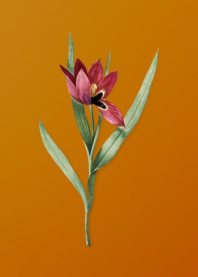 Tulipa Oculus Colis Flower