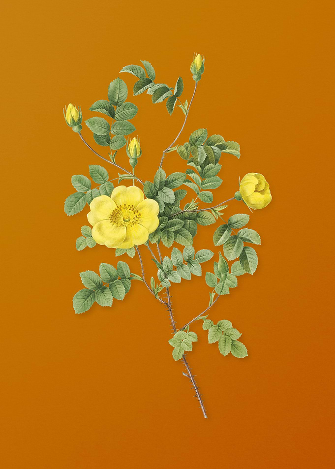 Yellow Sweetbriar Rose