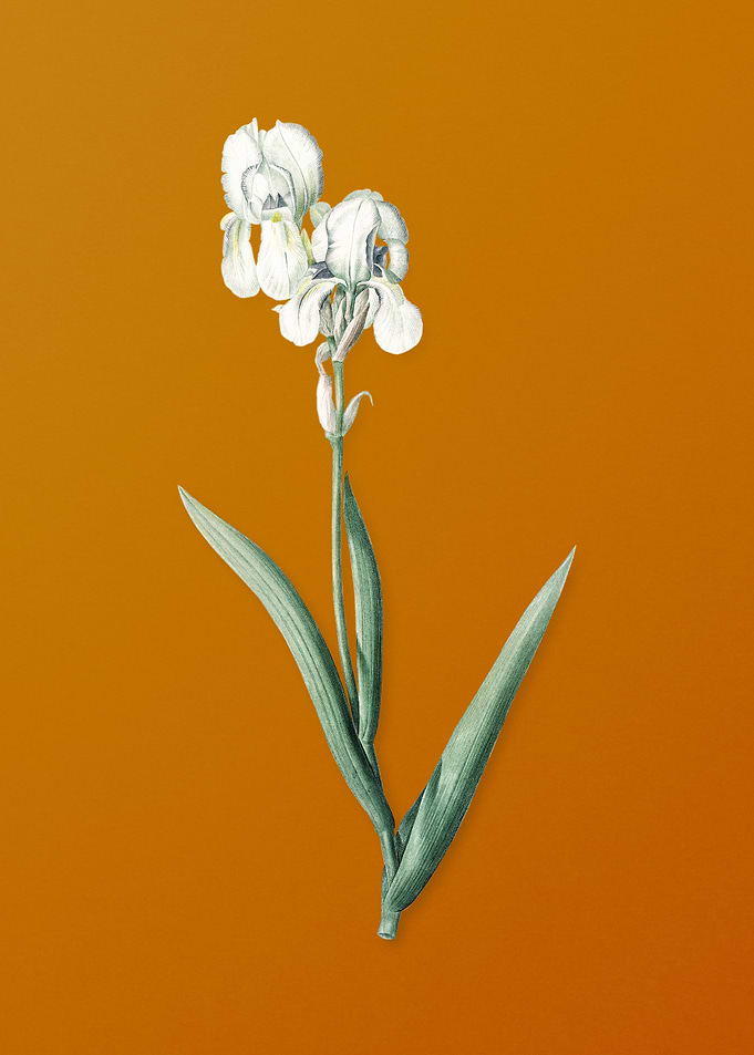 Vintage Tall Bearded Iris