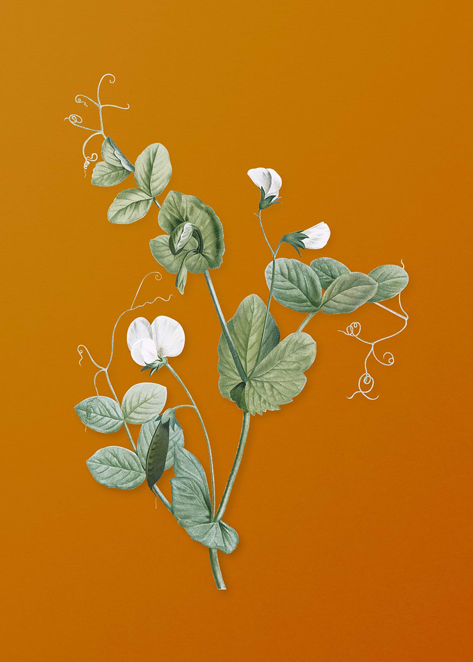 Vintage White Pea Flower