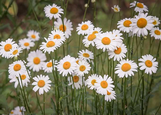 Daisy Flowers Nature